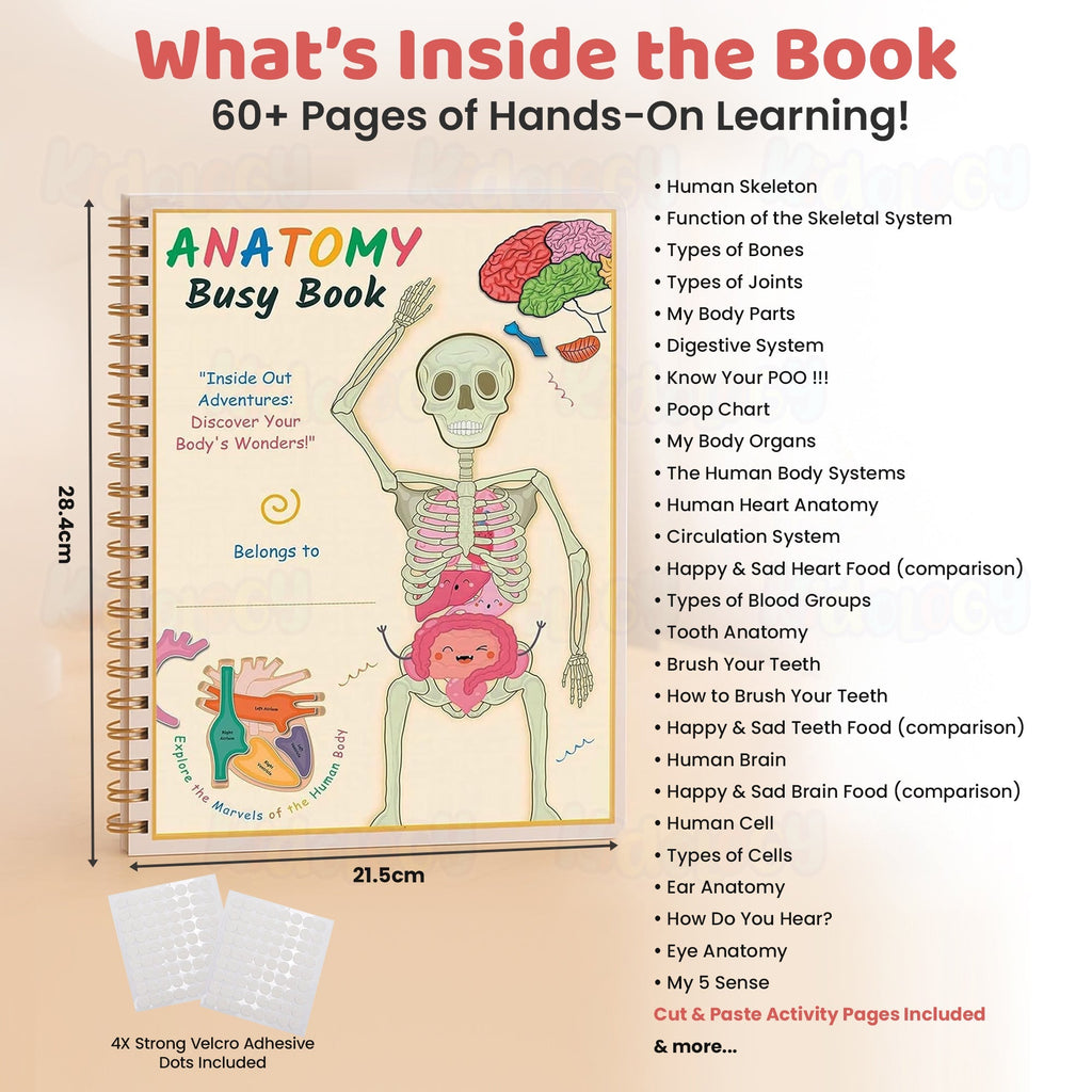 Human Anatomy Busy Book