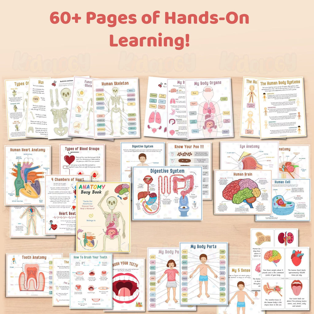 Human Anatomy Busy Book