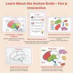 Human Anatomy Busy Book