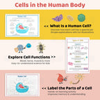 Human Anatomy Busy Book